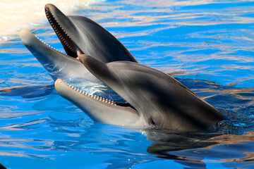 Gro&szlig;e T&uuml;mmler (Tursiops truncatus) Delfin im Meer