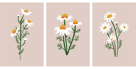 Set of three vertical posters with hand drawn white chamomile flowers.  Simple flat botanical vector illustration. Spring organiv greeting card design © Aliaksandra