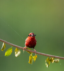 Red Finch With Nesting Material