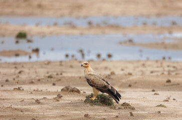 Tawny Eagle Captured At Desert National Bank 
