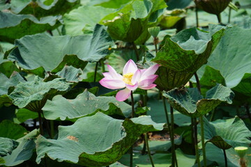 pink lotus flower