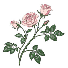 Fototapeta premium Pink Rose Branch with Buds and Leaves Vector Illustration Transparent Background