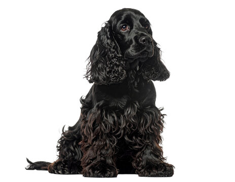 Black cocker spaniel dog sitting pose with glossy curly fur and attentive expression