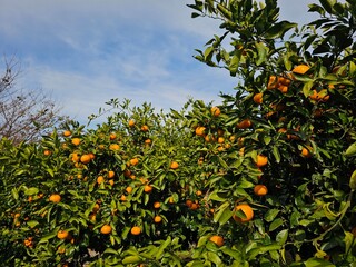 Fully ripened, field-grown Jeju tangerines