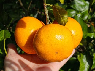 Fully ripened, field-grown Jeju tangerines