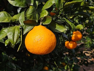 Fully ripened, field-grown Jeju tangerines