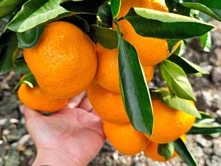Fully ripened, field-grown Jeju tangerines