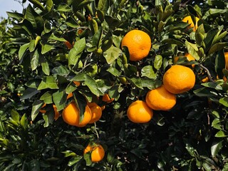 Fully ripened, field-grown Jeju tangerines