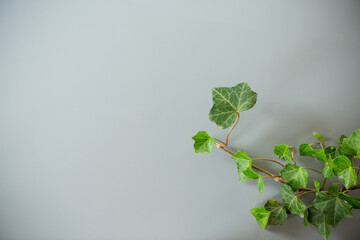 Close-up of green ivy branch with leaves on gray background