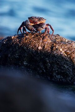 A close-up of a brown crab on a rugged, wet rock beside a blue ocean. The textured shell and glistening droplets convey rugged coastal wildlife and marine life.
