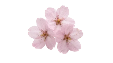 Fototapeten Kirschblüte Delicate pink cherry blossoms cluster, spring sakura flowers isolated on transparent background.  © Vitalo4ok