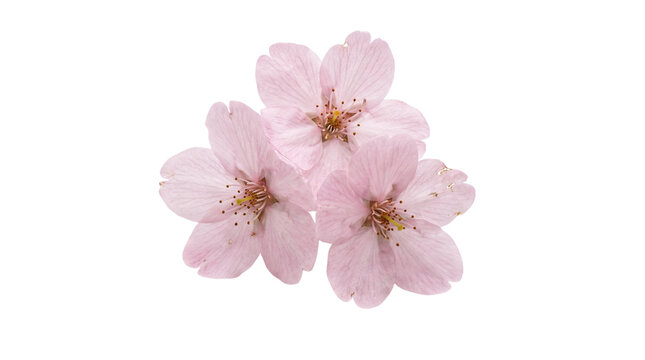 Delicate pink cherry blossoms cluster, spring sakura flowers isolated on transparent background.