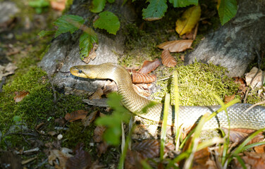 Obraz premium Äskulapnatter (Zamenis longissimus) im Wald am Waldboden in natürlichem Lebensraum. 