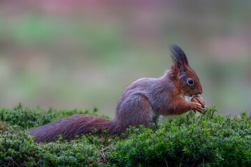 Fototapeta premium Hungry Eurasian red squirrel (Sciurus vulgaris) eating a nut in the forest of Noord Brabant in the Netherlands. 
