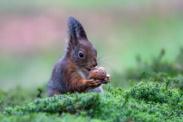 Naklejka premium Hungry Eurasian red squirrel (Sciurus vulgaris) eating a nut in the forest of Noord Brabant in the Netherlands. 