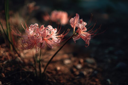 Close-up of a group of lycoris blooms catching early morning light, fine spider-like shadows falling on dry soil