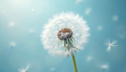 Obraz premium Close-up macro shot of dandelion seed head against soft blue sky. Fluffy white seeds disperse airborne. Nature gentle flight, summer wish, new beginnings concept.