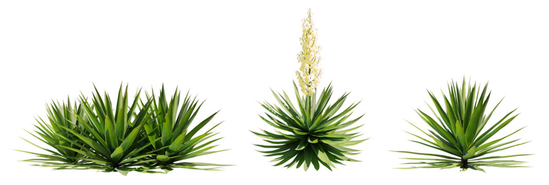 Agave Sisalana illuminated by the sun, isolated on transparent background. 3D render. 
