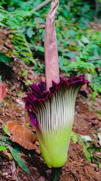 Endemic plant of Titan arum in Bogor, Indonesia 