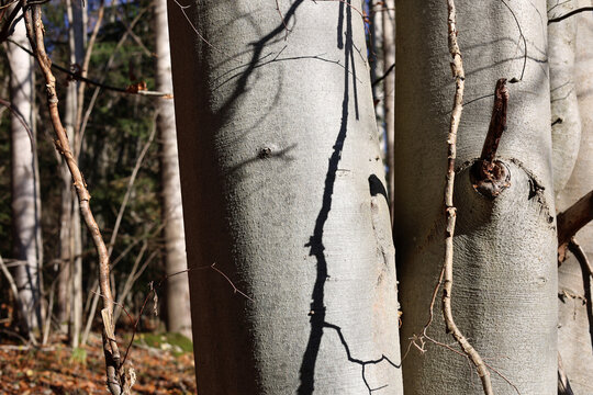 Straight tree trunks in a deciduous forest.