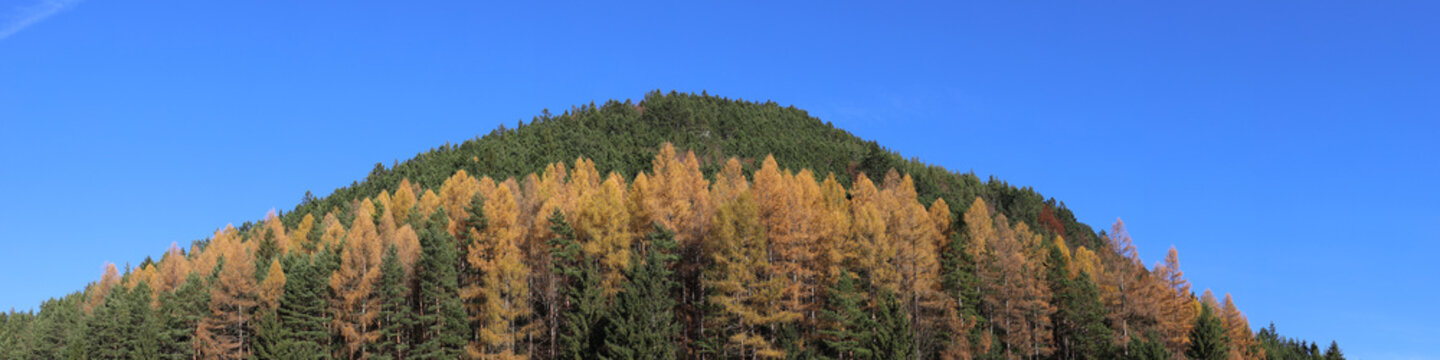 Overgrown hill with Norway spruce and Larix decidua.