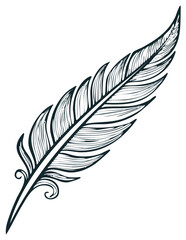 Fototapeta premium Hand Drawn Bird Feather Illustration in a Vintage Engraved Style Line Art
