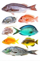 Colorful marine fish collection on white background