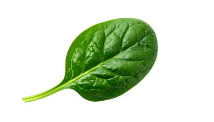 Isolated shot of a single, vibrant green leafy vegetable, showing textured surface details against a stark black background