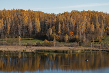 Golden Autumn on Gorodishchenskoe lake. The surroundings of Izborsk. Pskov region, Russia