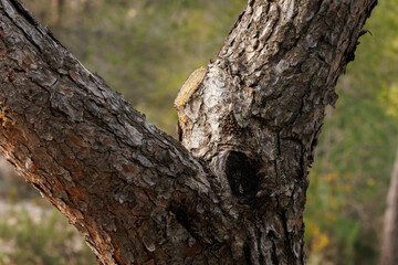 Obraz premium Detalle de tronco de pino en la sierra de Mariola, Alcoy, España
