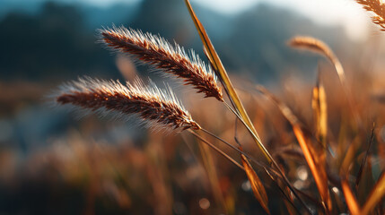 Soft light illuminating wild grass with gentle motion in natural field, creating warm and peaceful atmosphere in early morning