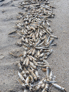 Ecological Silence: Environmental Incident at Sebkhet Halk el Menjel
