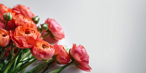 Obraz premium clean macro floral web banner showing vibrant coral ranunculus flowers with soft layered petals, arranged horizontally across the top and bottom of a white background, no green ele
