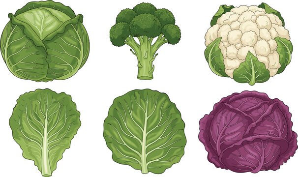 Vector illustration set of six fresh vegetables including green cabbage, purple cabbage, broccoli, and cauliflower for healthy food design।