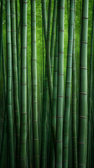 Obraz premium Bamboo growth in lush forest nature photography tranquil environment vertical perspective green concept