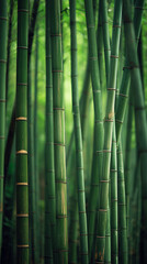 Obraz premium Bamboo growth in lush forest nature photography tranquil environment vertical perspective greenery concept