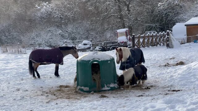 A farm in winter. Horses and ponies stand around a feed trough and eat hay. It's snowing. Winter's Day on the farm. Wildlife in winter.