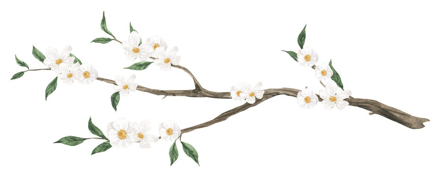 Watercolor tree branch with pink spring flowers isolated. Hand drawn illustration