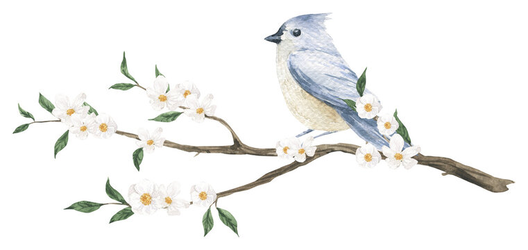 Watercolor tree branch with blue bird and pink spring flowers isolated. Hand drawn illustration