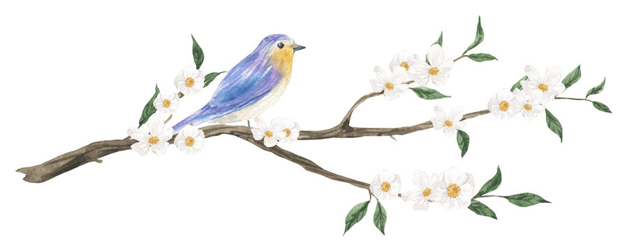 Watercolor tree branch with blue bird and pink spring flowers isolated. Hand drawn illustration