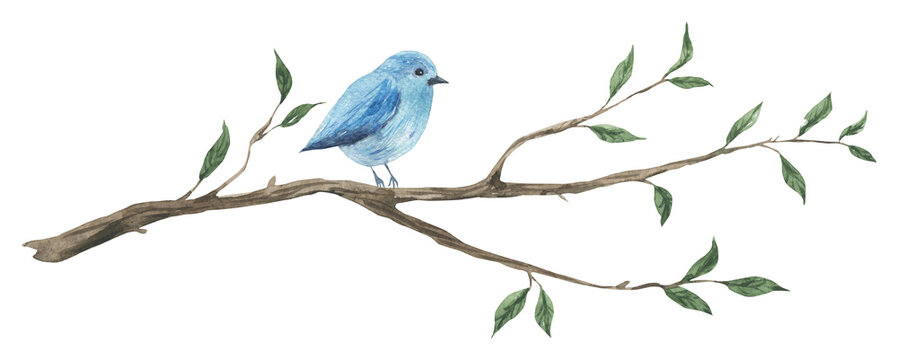 Watercolor tree branch with blue bird isolated. Hand drawn illustration