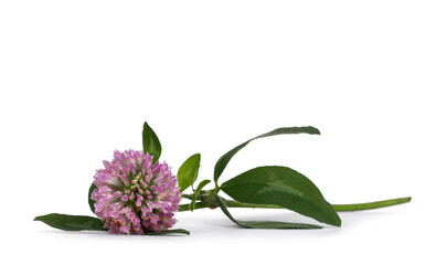 Side view of Red clover flower trifolium pratense blooming with green leaves and stem, laying flat on surface. Isolated on white background.