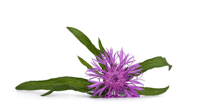 Front view close up of purple centaurea flower with green leaves lying on surface. Isolated on a white background.