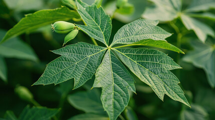 Green castor plant leaves and seed pods close up with natural sunlight creating fresh and vibrant atmosphere in garden