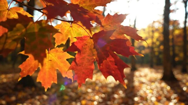 Close up of vibrant autumn maple leaves in sunlight with trees and fallen leaves in the background