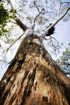 Eucalyptus tree close up, rio de janeiro, Brazil