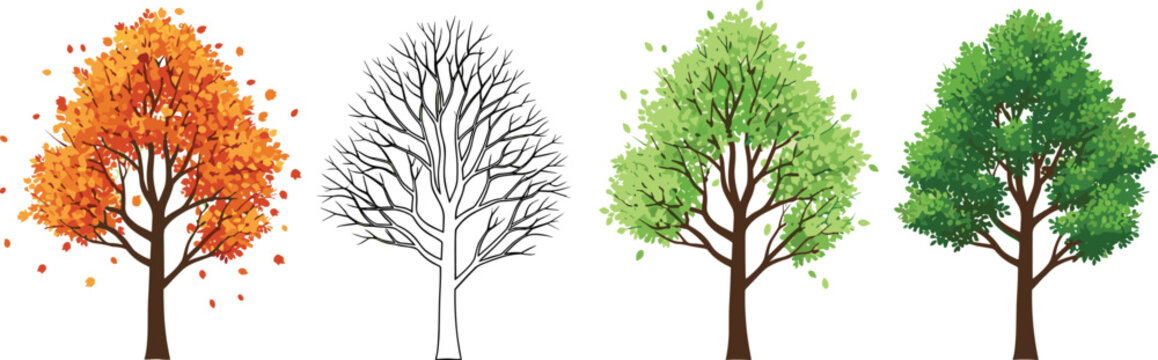 Tree Seasons Vector Illustration Set Showing Autumn Foliage, Winter Bare Branches, Spring Growth and Lush Green Summer Tree Cycle