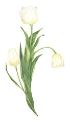 Fototapeta premium Watercolor white tulip spring bouquet. Hand drawn illustration for Easter, Spring, Mother's Day