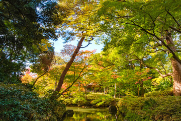東京都文京区 秋の六義園、つつじ茶屋