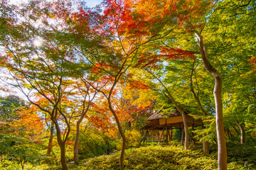 東京都文京区 秋の六義園、つつじ茶屋